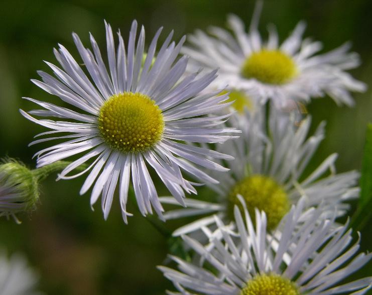 Erigeron annuus / Céspica annua